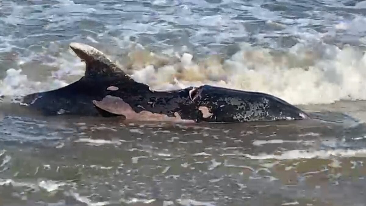 Golfinho encontrado morto em praia do Sul de SC possuía cortes feitos por turista