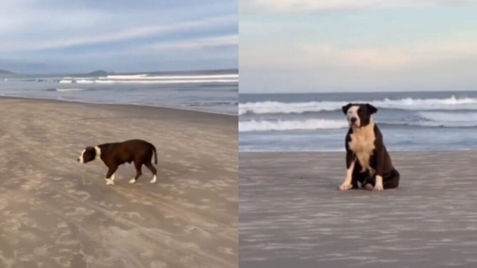 Pitbull é abandonada e passa dias aguardando o retorno do dono em praia de SC