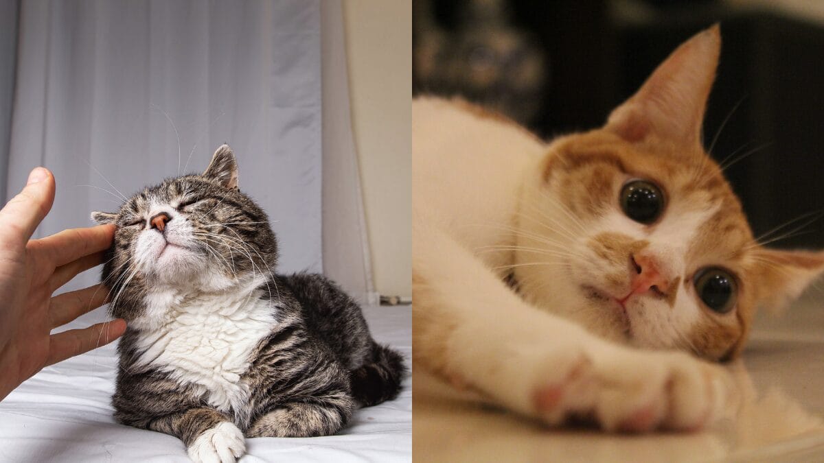 Desvendando o mistério do ronronar dos gatos Significados e benefícios