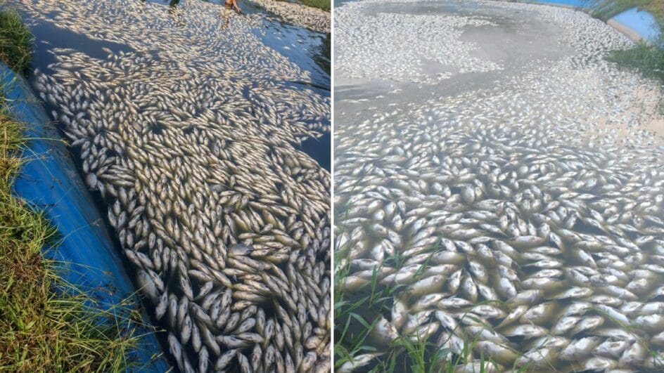 Mais de 70 mil peixes morreram após falha em SC (Foto: Camila Klaumann, Arquivo Pessoal)