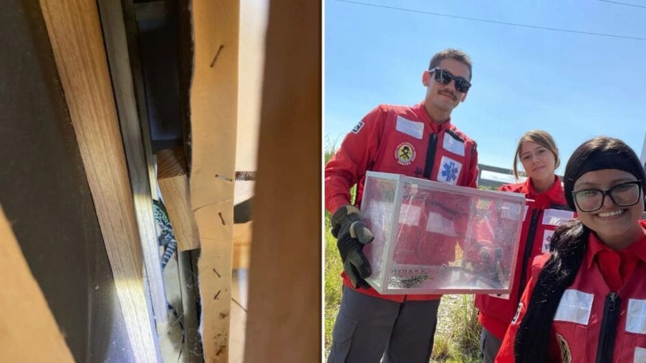 Animal confundido com cobra estava dentro de um sofá em SC (Foto: Bombeiros Voluntários de Balneário Barra do Sul, Divulgação)