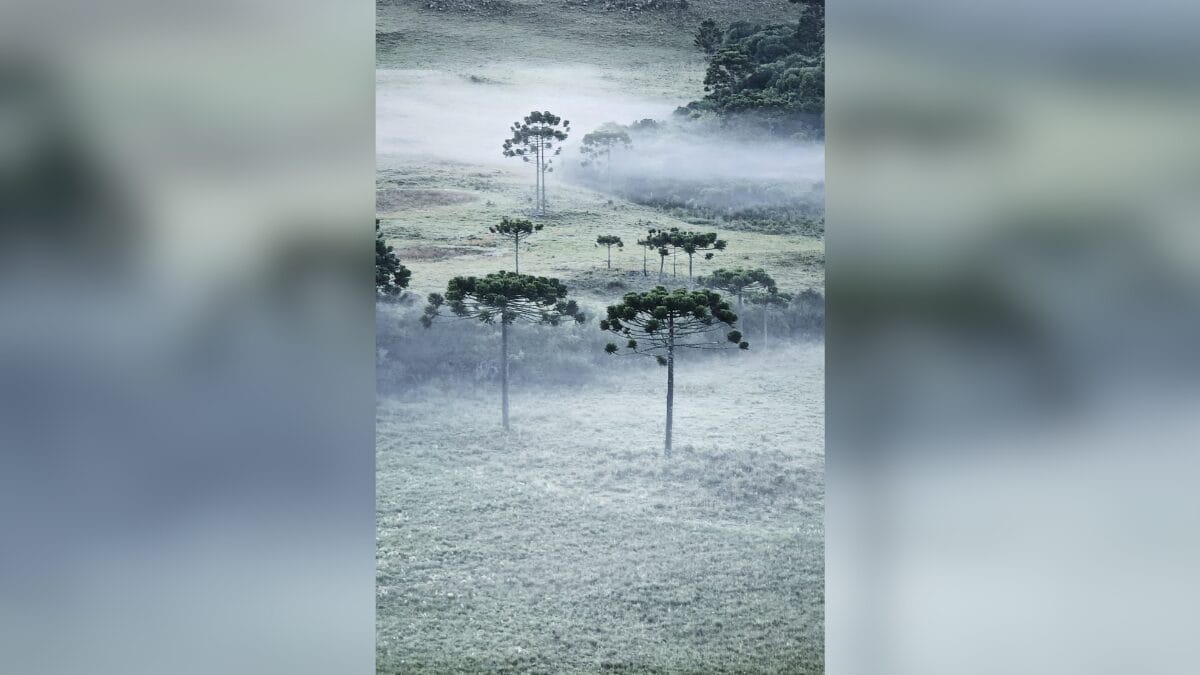 Geada em São Joaquim 20 de março