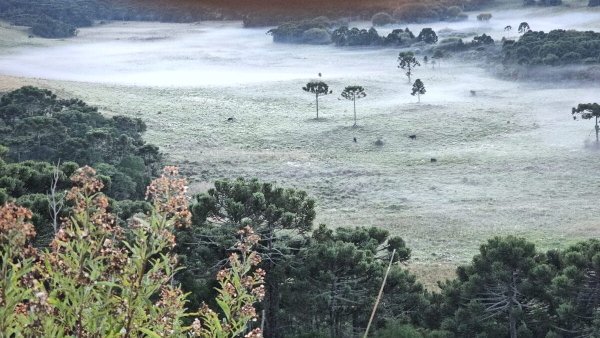 Geada em São Joaquim 20 de março