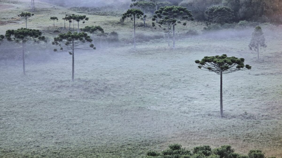Geada em São Joaquim 20 de março