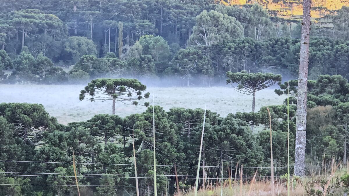 Último dia de verão é marcado por geada e na Serra de SC