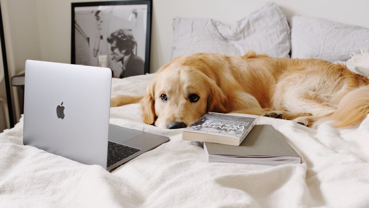 Melhores raças de cães para apartamentos Do pequeno ao grande porte