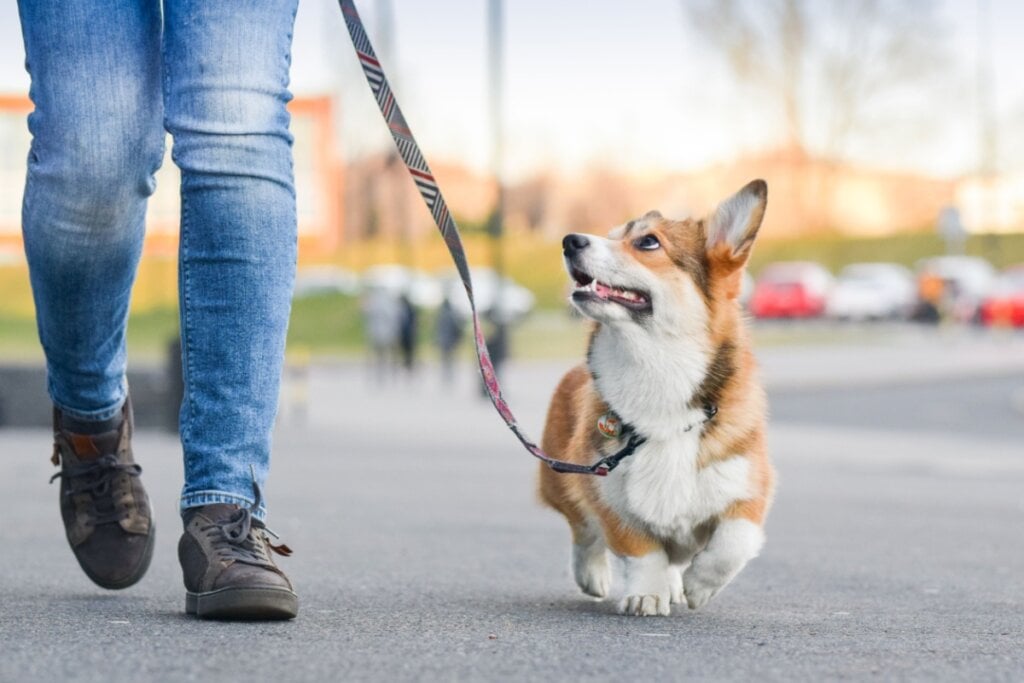 A rotina é imprescindível para a qualidade de vida do seu pet (Imagem: Jus_Ol | Shutterstock)