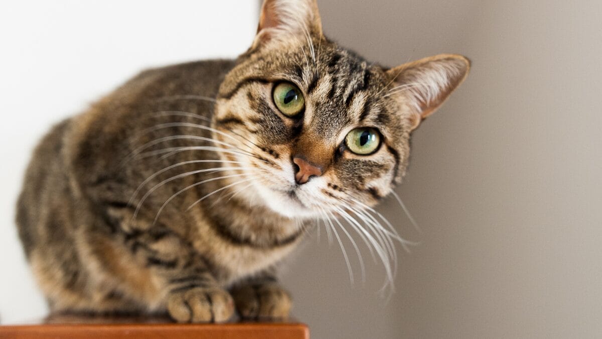 Por que a saúde dos gatos é uma verdadeira 'caixa-preta'