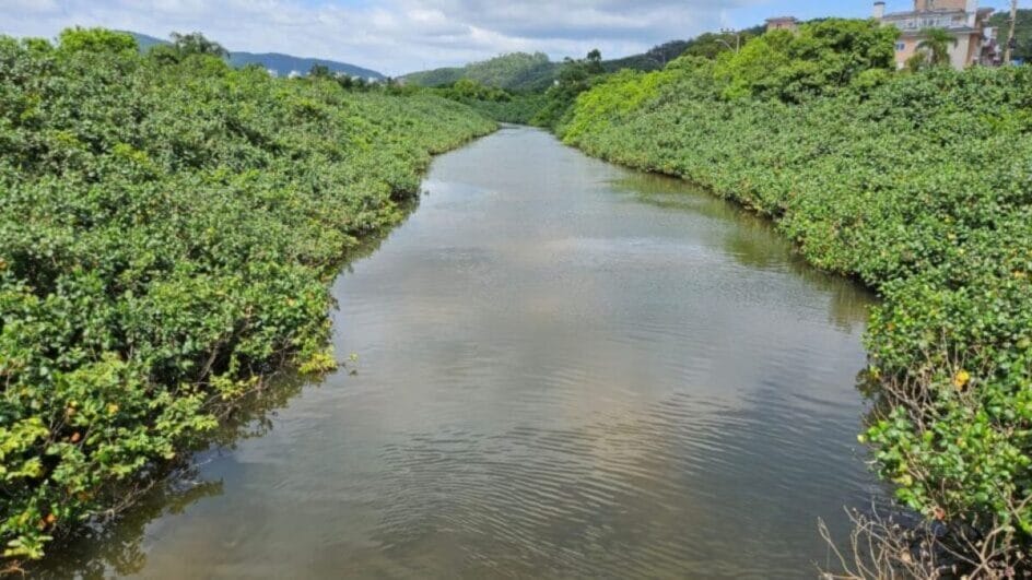 Qualidade dos rios da Mata Atlântica em SC pioram em um ano, mostra levantamento
