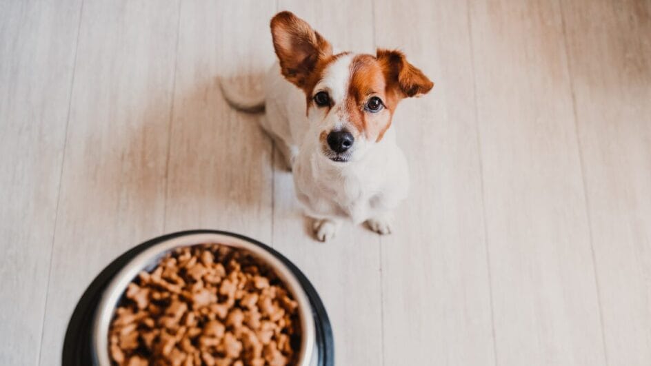 Rações Super Premium para cães e gatos Entenda quando valem a pena
