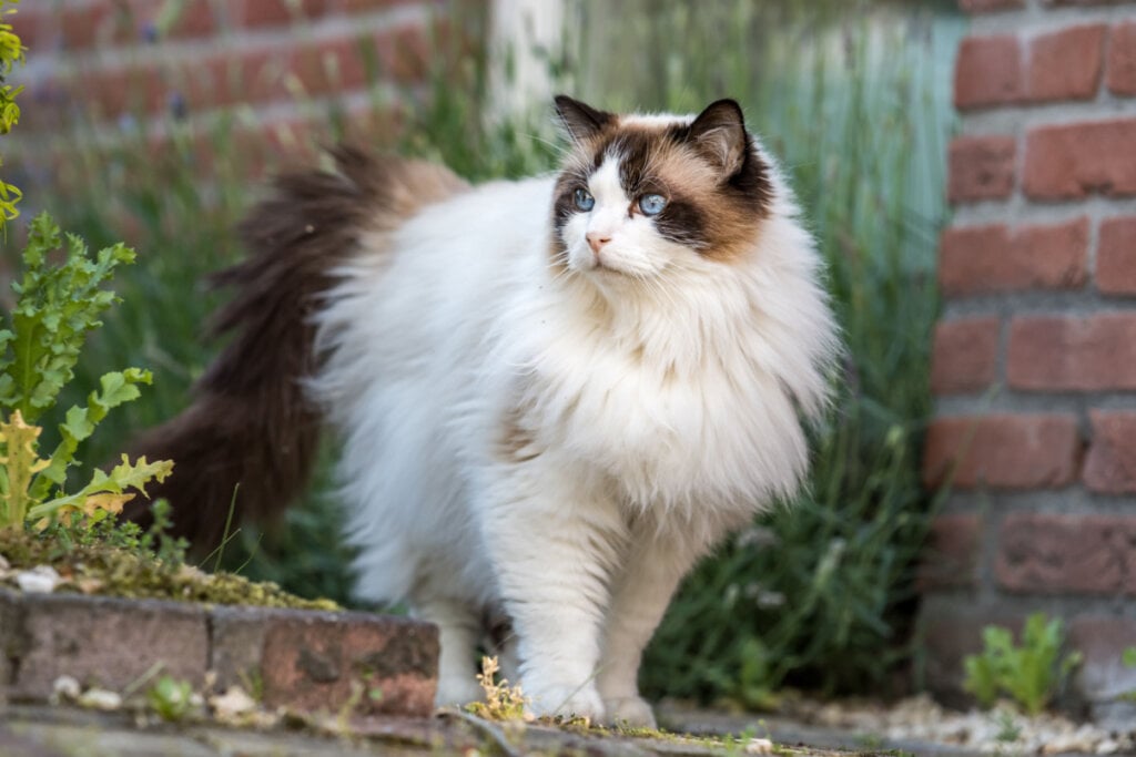 O ragdoll &eacute; famoso por seu comportamento extremamente d&oacute;cil e relaxado (Imagem: Serita Vossen | Shutterstock)