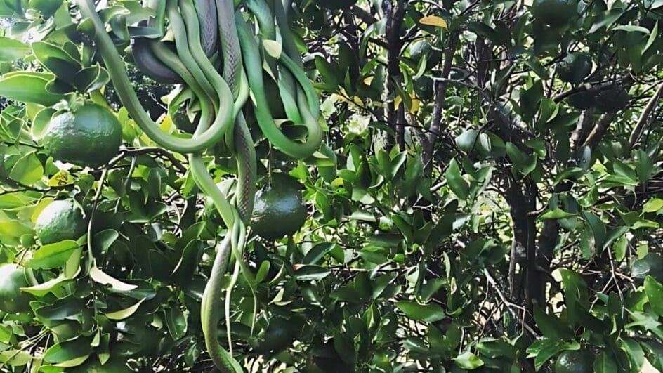 Registro foi publicado em um grupo no Facebook. Foto: Telmo L. L. Santos/Reprodução