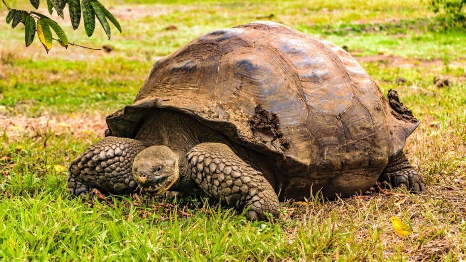 Tartarugas-gigantes vivem mais de 150 anos graças à genética, proteção física e imunidade elevada