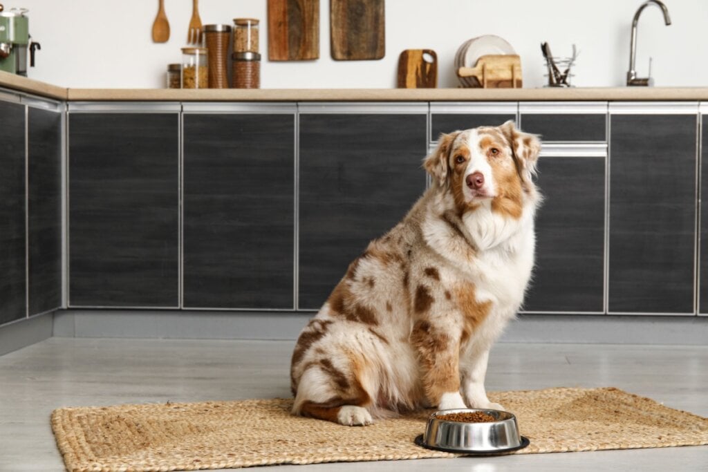 Por ser extremamente ativo, o pastor australiano necessita de uma dieta equilibrada e nutritiva (Imagem: Pixel-Shot | Shutterstock)