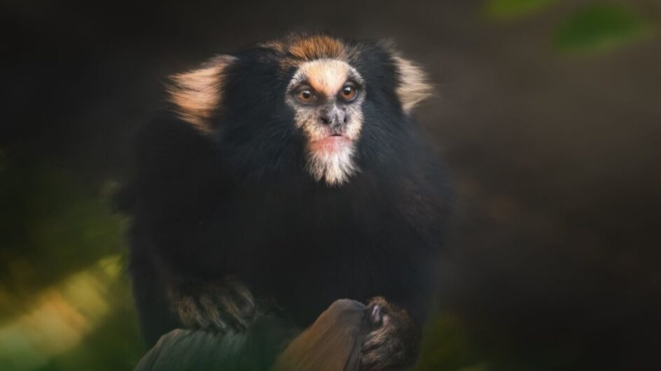 Algumas espécies de animais não podem ser encontradas em nenhum outro lugar do planeta (Imagem: Diego Grandi | Shutterstock)