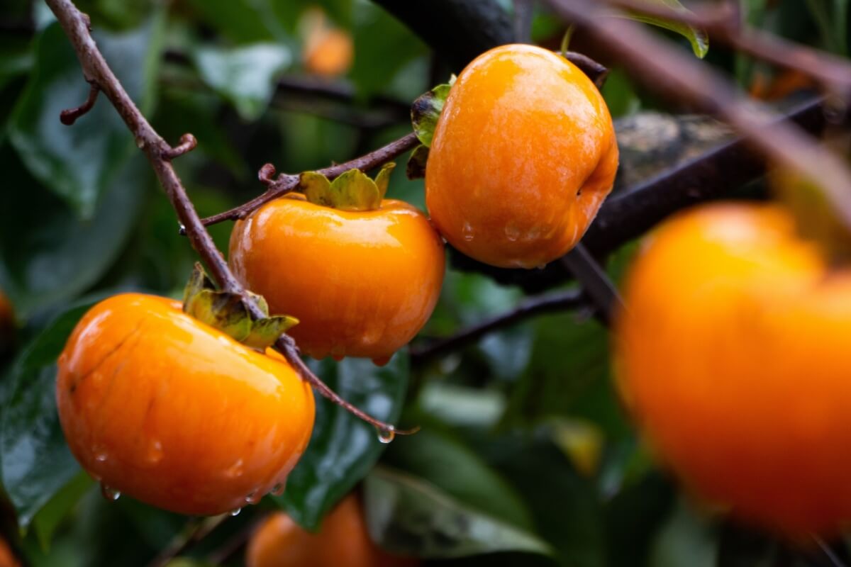 O caqui é rico em nutrientes que auxiliam na dieta e aumentam a saúde do corpo (Imagem: HelloRF Zcool | Shutterstock)