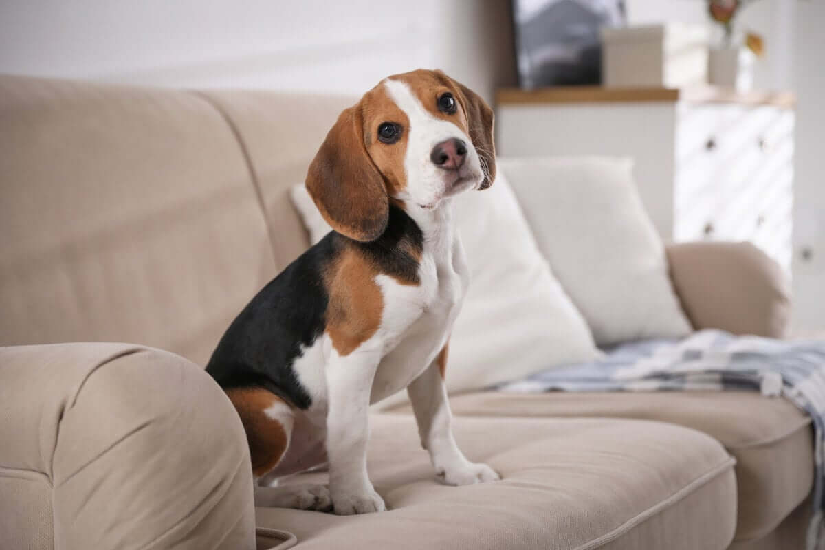 Há formas de o cachorro não se estressar com a saída do tutor de casa (Imagem: New Africa | Shutterstock)