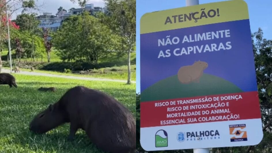 Foi colocada uma placa no parque com um pedido para que não se alimente as capivaras (Foto: Redes sociais, Reprodução)