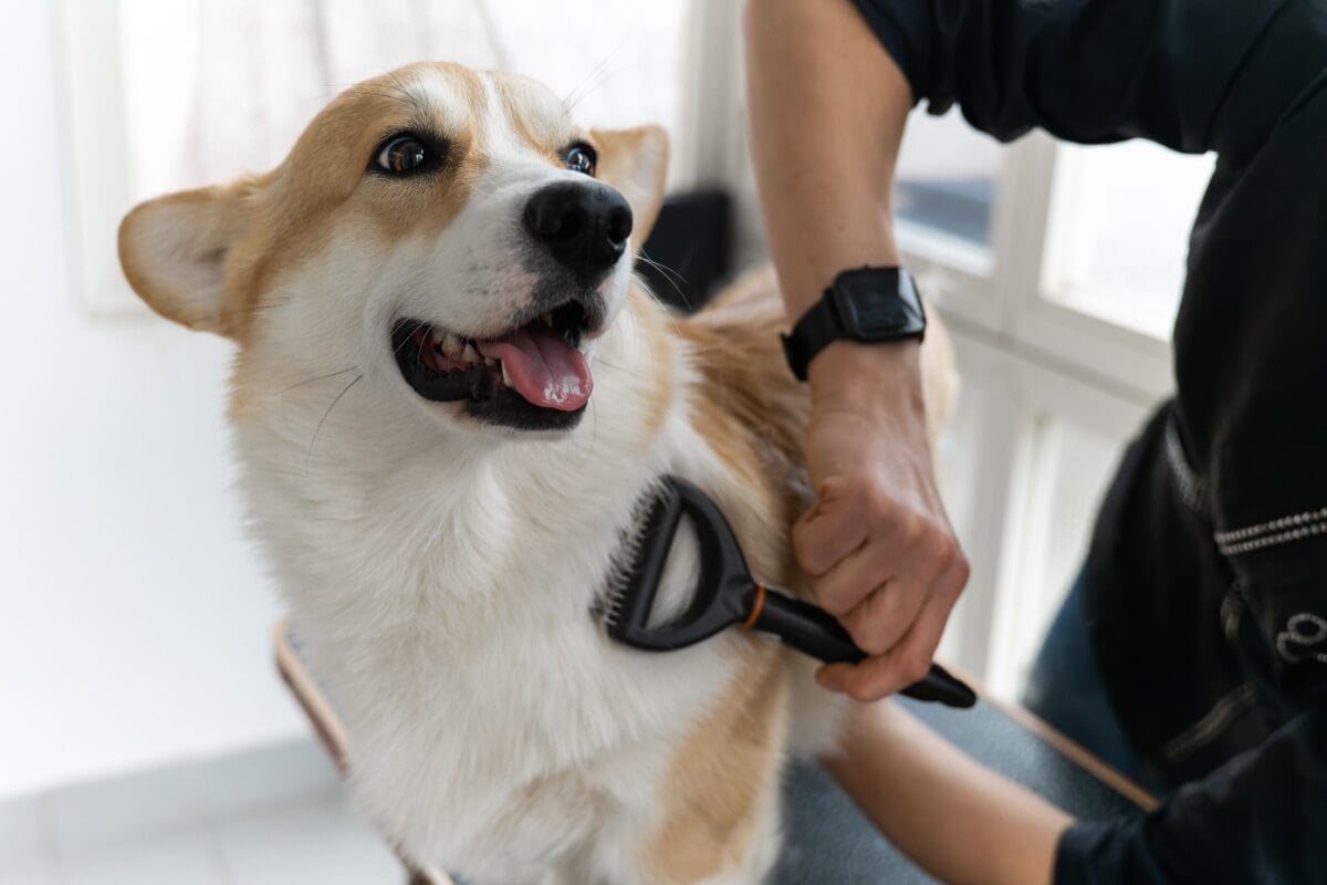 A queda de pelos em pets é normal, mas em excesso pode indicar problemas de saúde (Imagem: Ell_lial6 | Shutterstock)