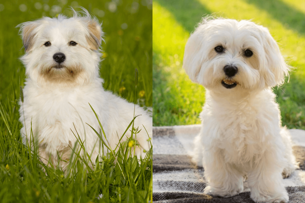 Existem diferenças entre o coton de tulear e o maltês que os tornam únicos (Imagem: Dora Zett e Tanya Dol | Shutterstock)