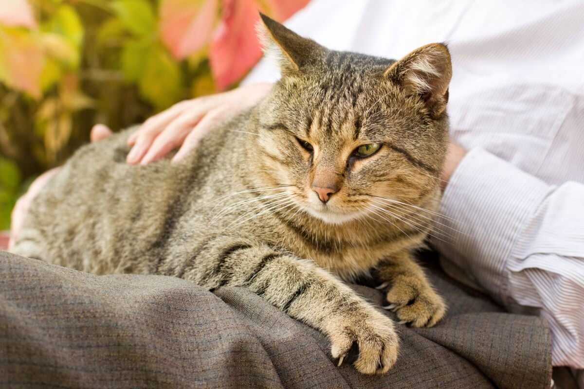 Cuidados especiais mantém o bem-estar e a qualidade de vida dos pets idosos (Imagem: Budimir Jevtic | Shutterstock)
