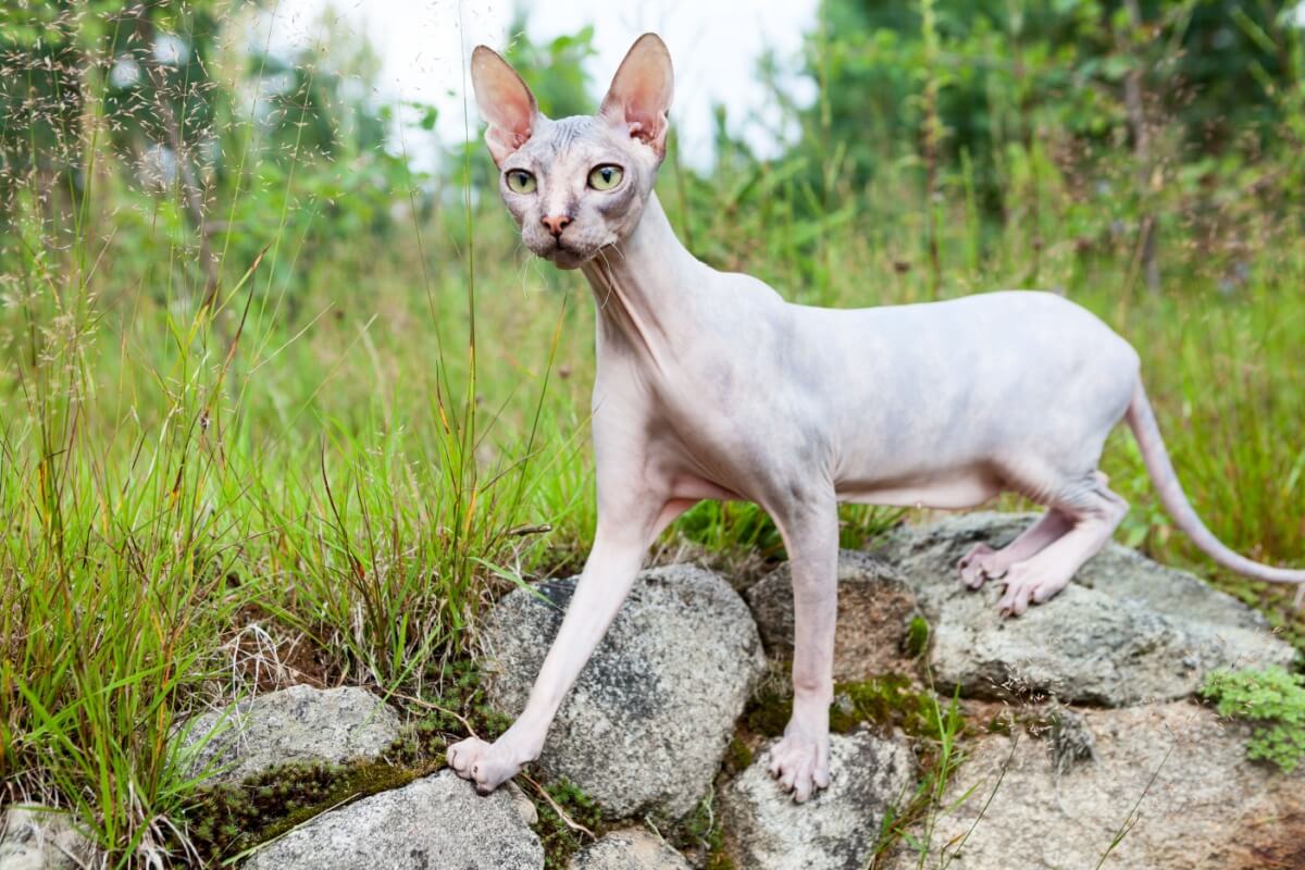 O donskoy chama atenção pela aparência diferente (Imagem: Kekyalyaynen | Shutterstock)