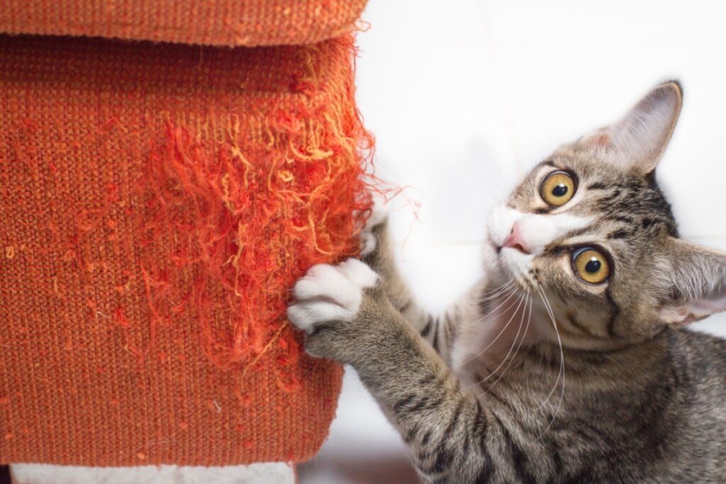 Os gatos preferem superf&iacute;cies macias para arranhar e evitam tecidos &aacute;speros e rugosos (Imagem: noreefly | Shutterstock)