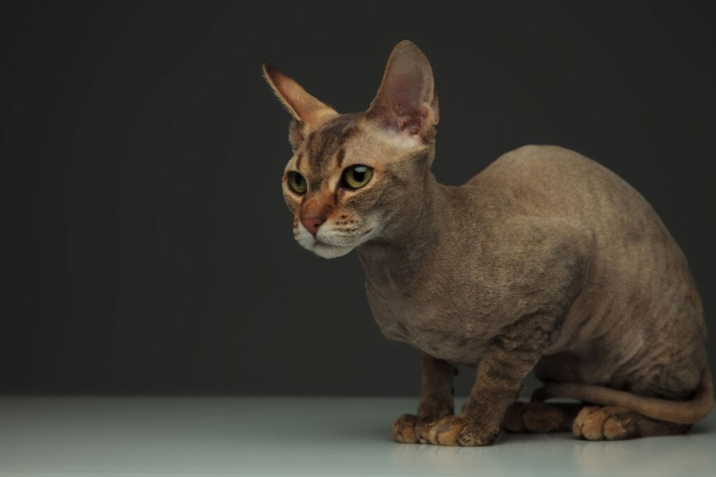 O peterbald tem orelhas maiores e mais pontudas (Imagem: peterbald | Shutterstock)