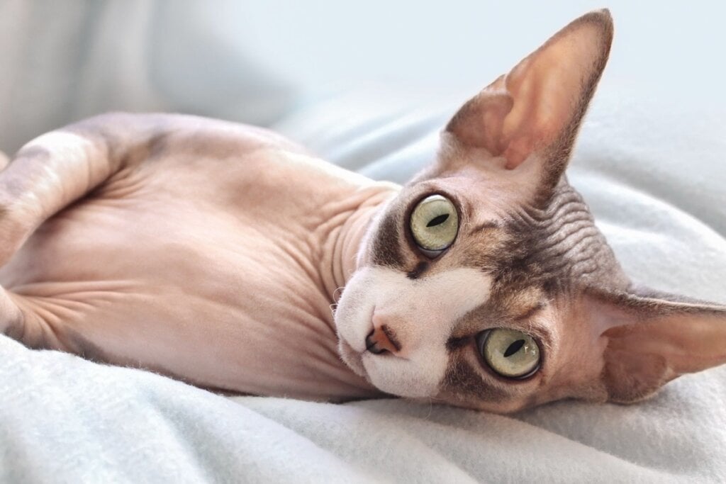 A falta de pelo do sphynx é causada pelo gene recessivo (Imagem: happiness69 | Shutterstock)