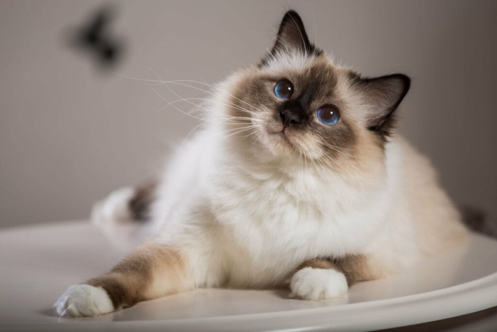 O gato birman&ecirc;s tem a cabe&ccedil;a mais arredondada (Imagem: Viacheslav Lopatin | Shutterstock)
