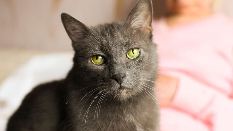 Com os cuidados adequados, é possível garantir bem-estar e saúde para os felinos na terceira idade (Imagem: evrymmnt | Shutterstock)