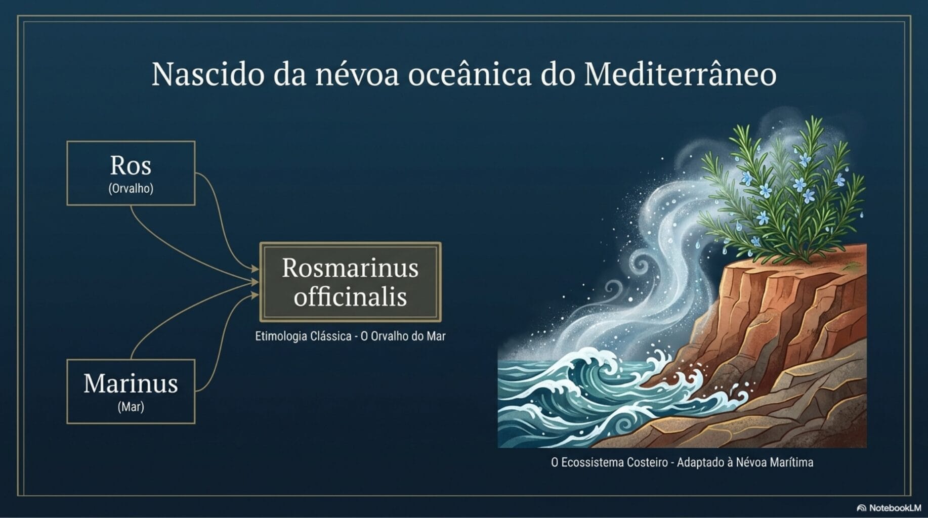 história do alecrim