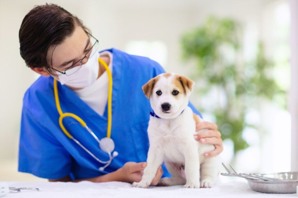 A primeira consulta no veterinário é a mais importante na vida do animal (Imagem: FamVeld | Shutterstock)