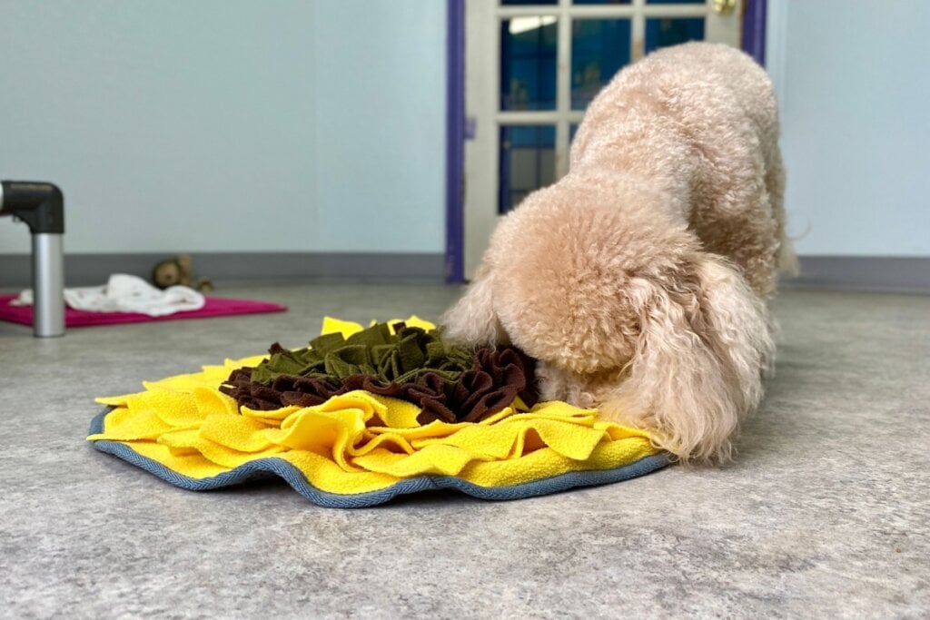 O tapete de farejar estimula o olfato do cão (Imagem: Ryan Brix | Shutterstock)