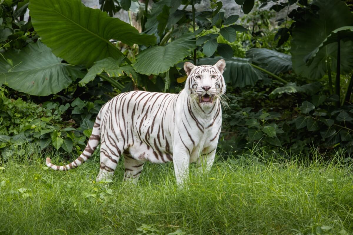Alguns animais se destacam na natureza pela beleza (Imagem: TADAphotographer | Shutterstock)