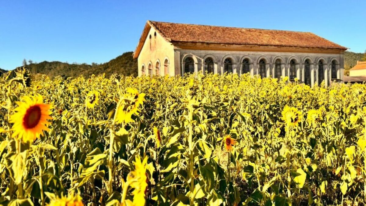 Campo de girassóis