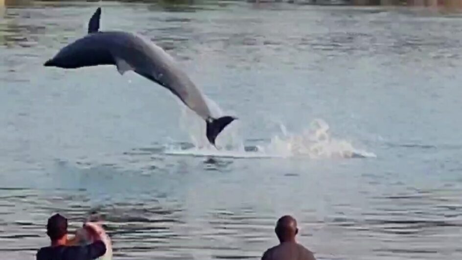 Registro raro mostra botos ajudando pescadores em Laguna; VÍDEO