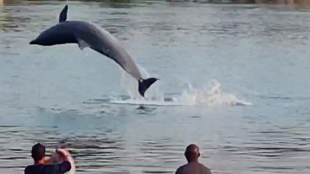 Registro raro mostra botos ajudando pescadores em Laguna; VÍDEO