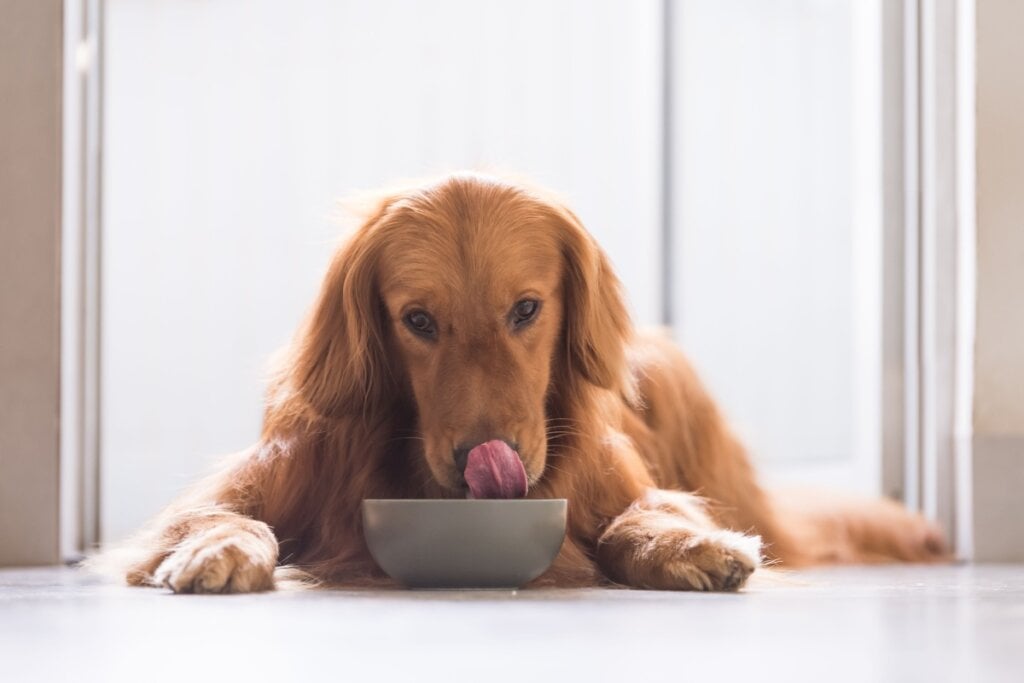 Alimentos gordurosos podem causar pancreatite nos animais (Imagem: Chendongshan | Shutterstock)
