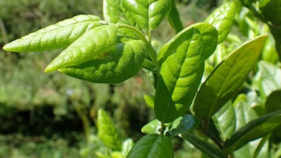 Chá de boldo-do-chile_ alivia a digestão, protege o fígado e reduz sintomas da ressaca, com uso consciente