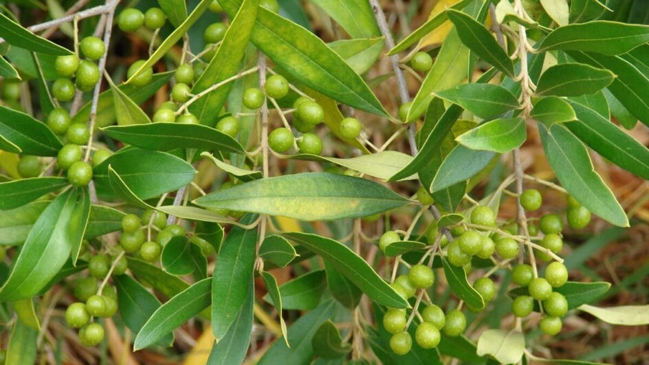 Chá de oliveira_ uma infusão poderosa que protege seu coração de forma natural