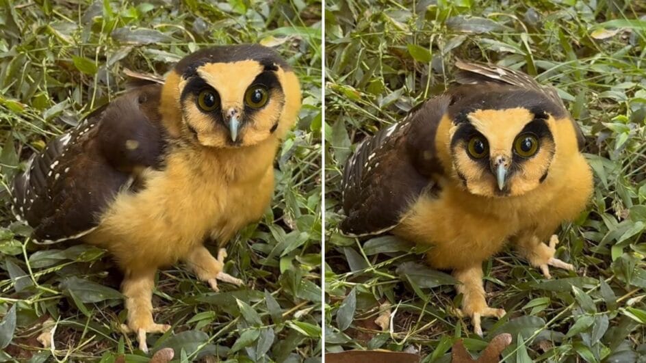 Misteriosa coruja foi encontrada em Jaraguá do Sul (Foto: Christian Raboch, Reprodução)
