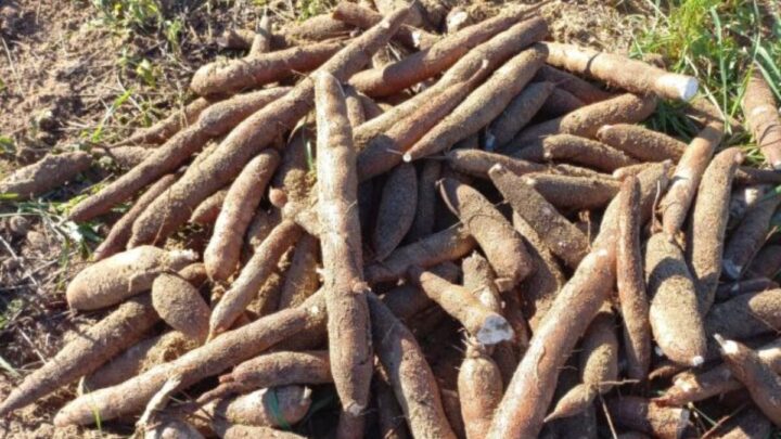 Safra da mandioca industrial deve passar das 170 mil toneladas em SC, mas preços não agradam os produtores