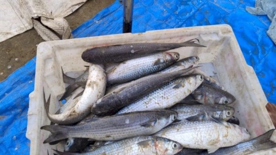 Mais de uma tonelada de tainha é apreendida pela polícia por pesca fora de temporada no Sul de SC