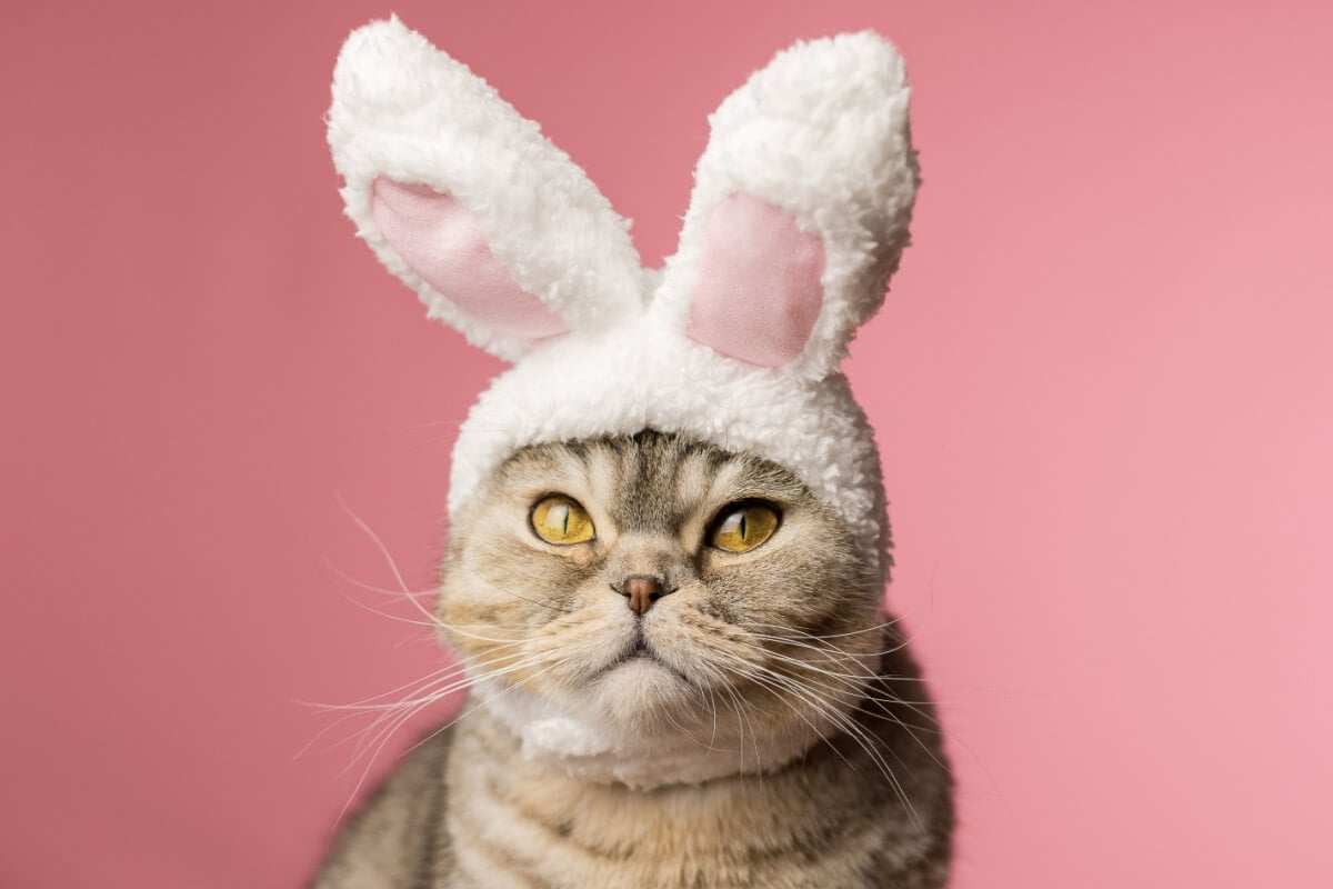 É importante manter alimentos da Páscoa longe dos pets (Imagem: Regina Erofeeva | Shutterstock)