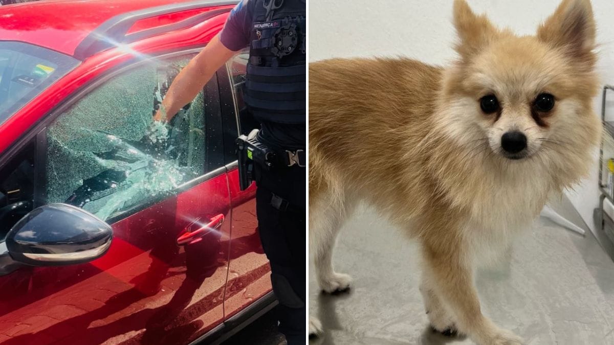Cachorro foi deixado preso dentro de carro em Joinville (Foto: Redes sociais, Reprodução/ CBEA)