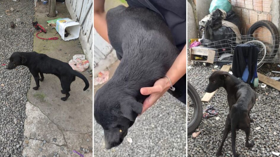 Cachorros desnutridos foram resgatados em Joinville (Foto: Polícia Civil, Divulgação)