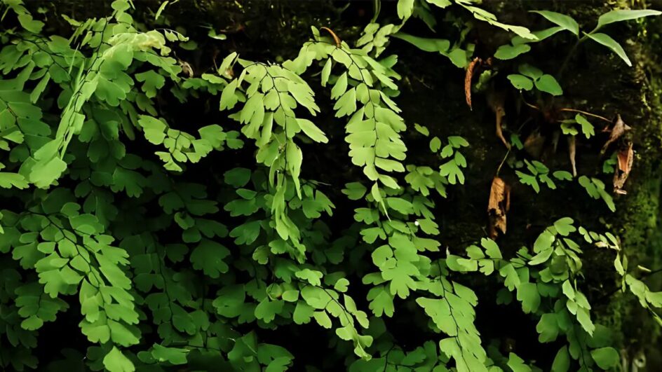 Moringa oleifera; planta é considerada um superalimento.