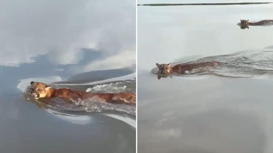 Imagens mostram onças que estariam na Baía da Babitonga (Foto: Reprodução, redes sociais)