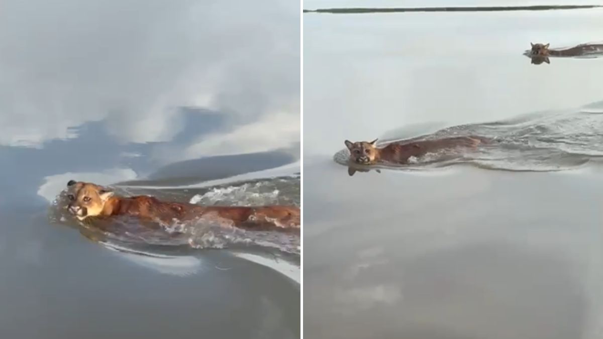 Imagens mostram onças que estariam na Baía da Babitonga (Foto: Reprodução, redes sociais)